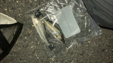 名古屋港でセイゴ釣り