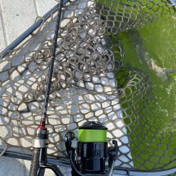 放流翌日の服部緑地