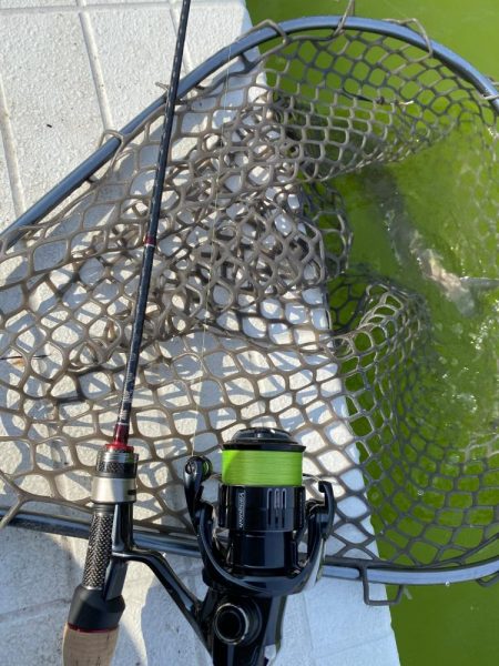 放流翌日の服部緑地