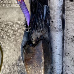 レンタルボートでいろいろ