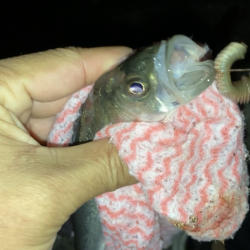 電気ウキでセイゴ釣り