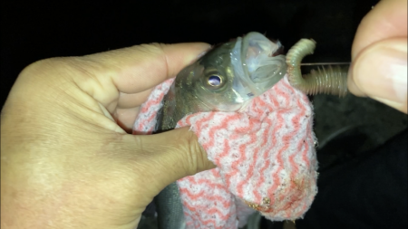 電気ウキでセイゴ釣り