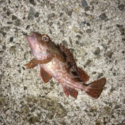 アジ・サバ・メバル