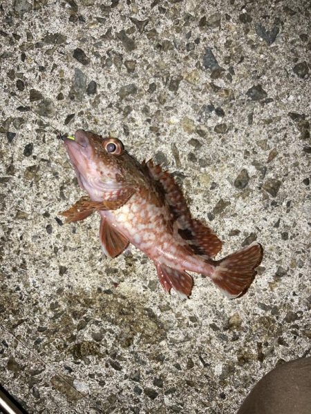 アジ・サバ・メバル