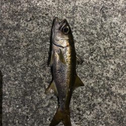 検証　虫ヘッド最強説