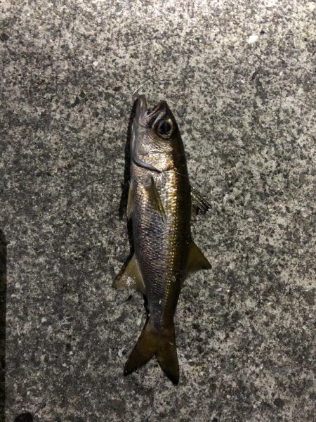 検証　虫ヘッド最強説