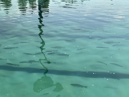 エリアトラウトin亀岡市