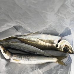 朝マズメに尺アジGET