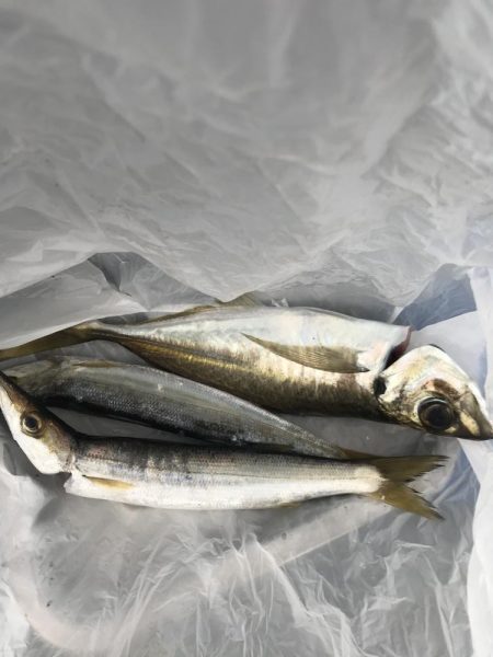 朝マズメに尺アジGET