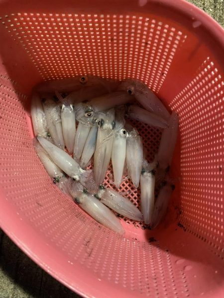 今回は渋かったです。