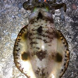 2021佐渡ヶ島 エギング　45回目