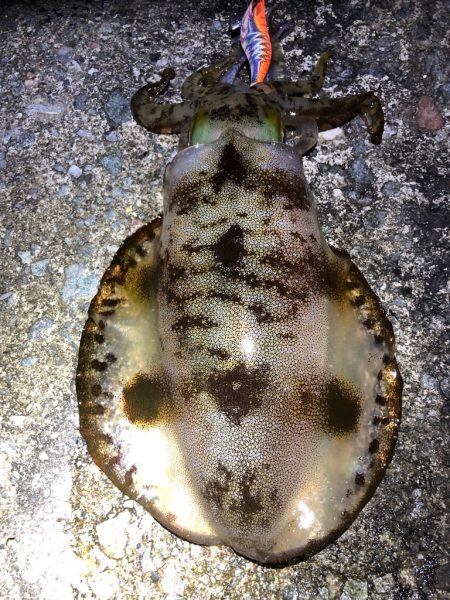 2021佐渡ヶ島 エギング　45回目