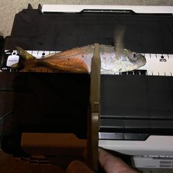 久々の平日アジング