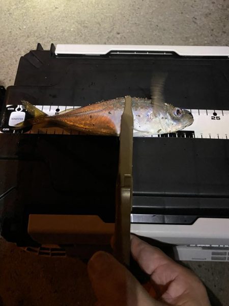 久々の平日アジング