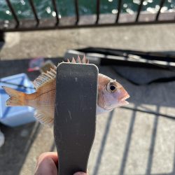 西側はフグ地獄