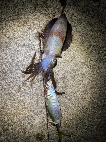 今年秋イカ初ヤエンでキロアップ