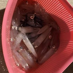 明日も行くかも？ヒイカ釣り！！