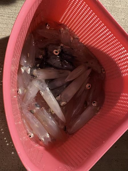 明日も行くかも？ヒイカ釣り！！