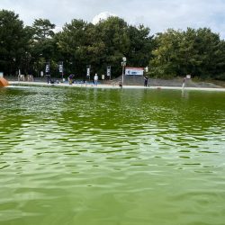 服部緑地そこそこ釣れます。