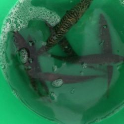 今年初の太刀魚ゲット❗️