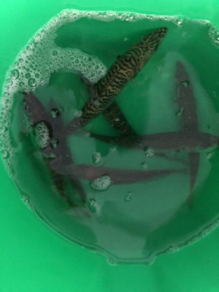 今年初の太刀魚ゲット❗️