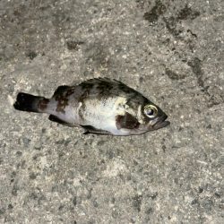 太刀魚釣りの予定が!!
