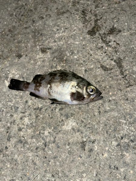 太刀魚釣りの予定が!!
