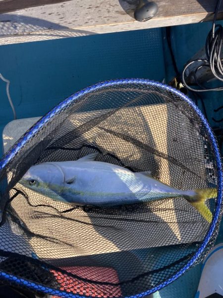 鳴門でイカ青物