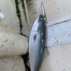 ハマチ入れ食い