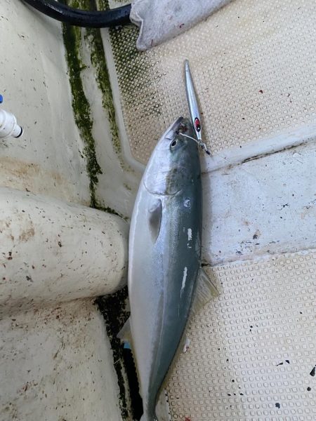 ハマチ入れ食い