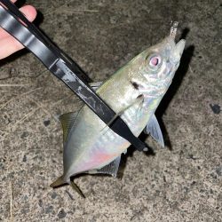 アミパターンアジング