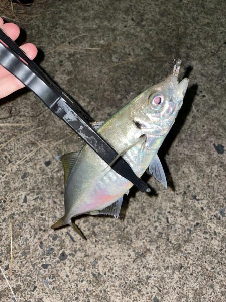 アミパターンアジング