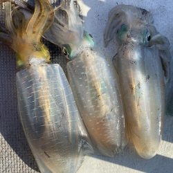 早朝ティップラン