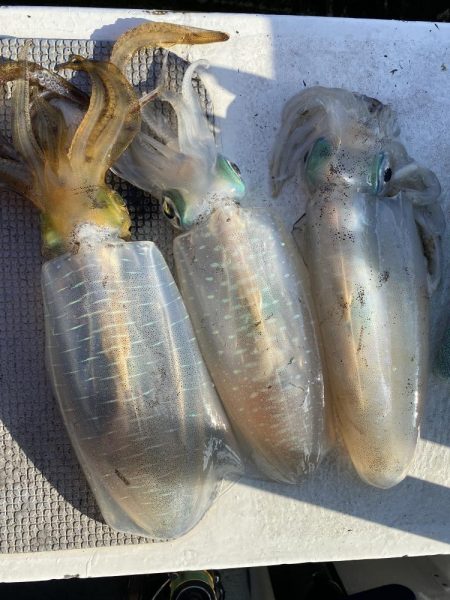 早朝ティップラン