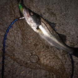 アコウにもダイソーVJ