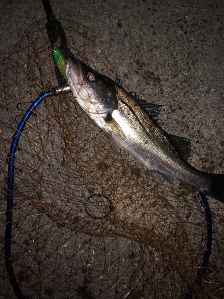 アコウにもダイソーVJ