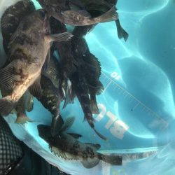 カレイ不発。五目つり