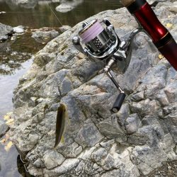 川でカワムツ釣り