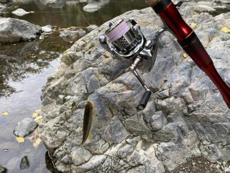 川でカワムツ釣り