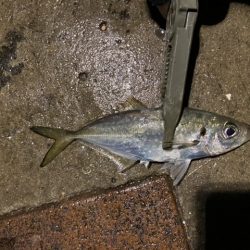 ジグ単アジング