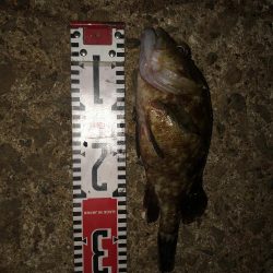 虫ヘッド最強説