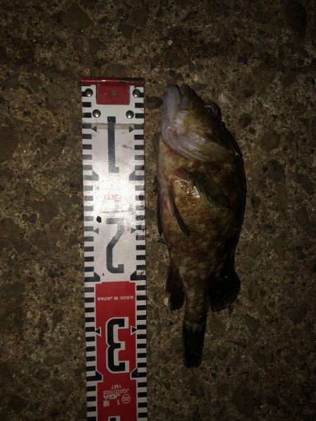 虫ヘッド最強説