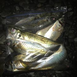 投げサビキでマダイGET