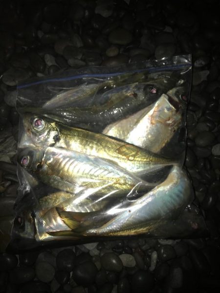 投げサビキでマダイGET