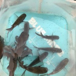 おせんしか勝たん