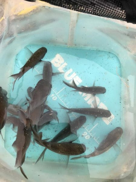 おせんしか勝たん