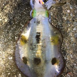 2021 佐渡ヶ島エギング 39回目