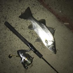 夜メッキ&セイゴ