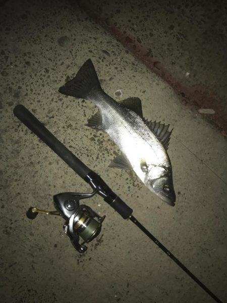 夜メッキ&セイゴ