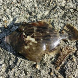 今シーズン初のカワハギ釣り